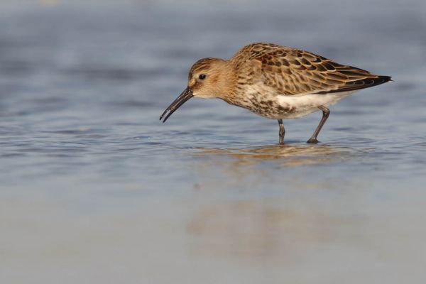 Alpenstrandläufer sucht im flachen Wasser nach Nahrung.
