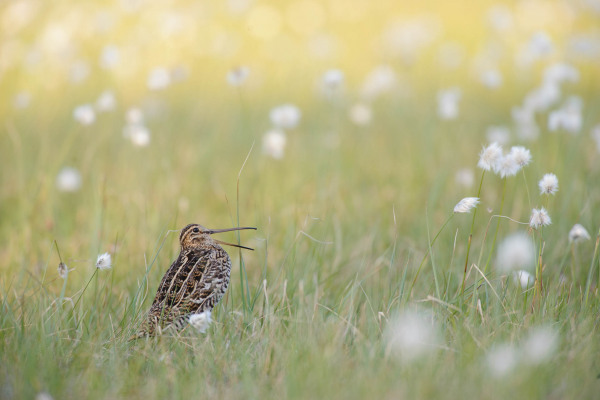 Eine Doppelschnepfe in einer feuchten Graslandschaft zwischen weißen Blüten.