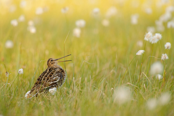 Doppelschnepfe beim Balzen in einem blütenreichen Moor.