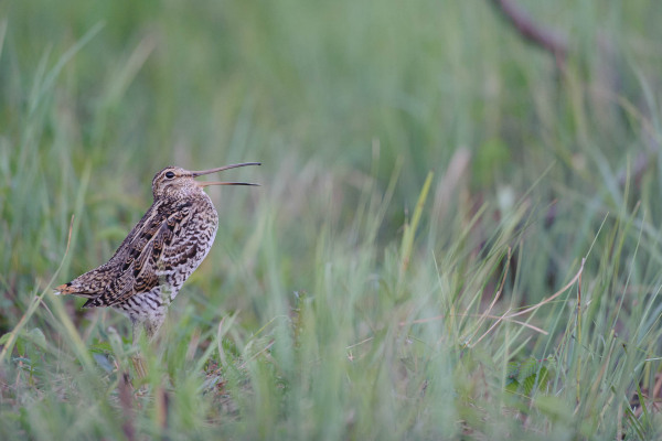 Doppelschnepfe steht in hohem Gras während ihrer Balz im Moor.