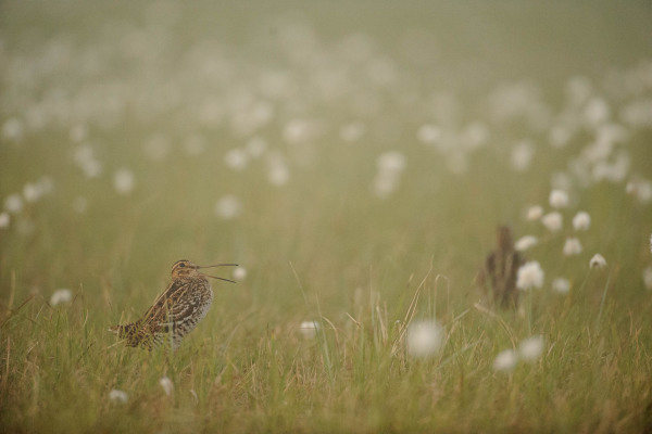 Doppelschnepfe im Moor zwischen Wollgras, ein typisches Feuchtgebietstier.