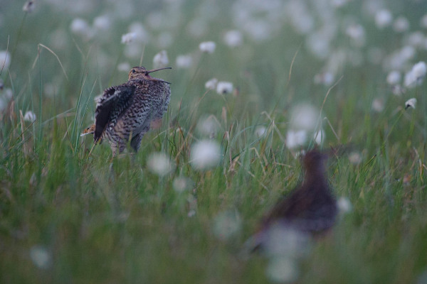 Zwei Doppelschnepfen, eine in Balzpose, auf einem blühenden Wiesengebiet.