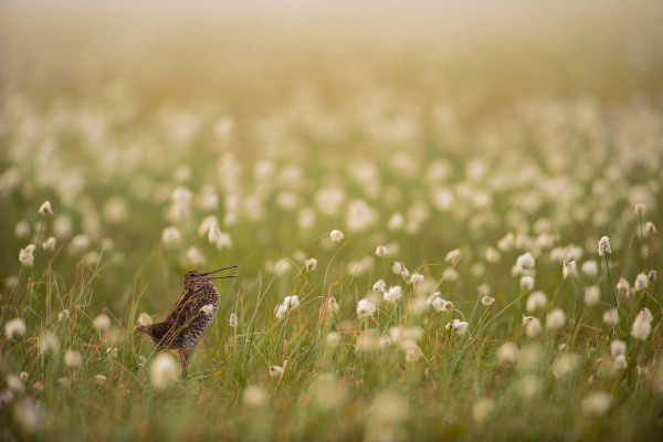 Doppelschnepfe steht in einem nebligen Moor zwischen Wollgräsern.