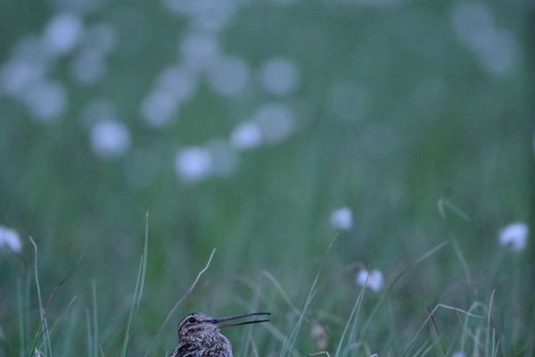 Doppelschnepfe tarnt sich im hohen Gras eines norwegischen Moores.