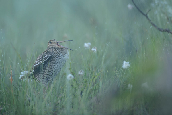 Doppelschnepfe in norwegischem Moorgras, singend zu Balzzwecken.