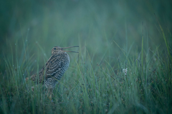 Doppelschnepfe bei der Balz in einem feuchten, moosigen Gebiet