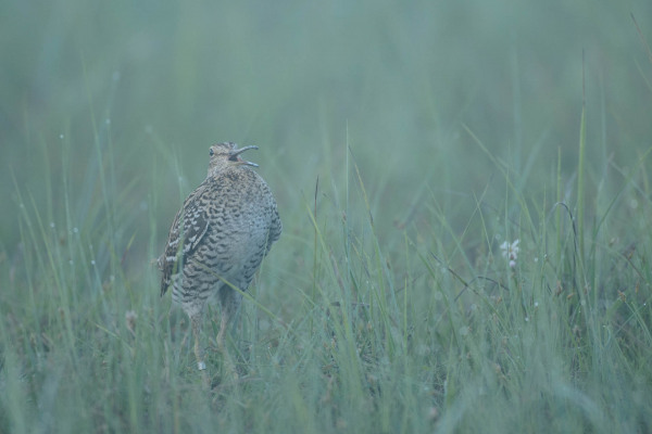 Doppelschnepfe im Moor während der Balz mit geflecktem Gefieder.