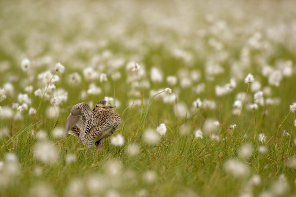 Eine Doppelschnepfe steht im blühenden Moorgras einer feuchten Landschaft.