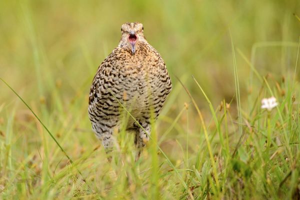 Eine Doppelschnepfe steht in grünem Gras eines Hochmoors.