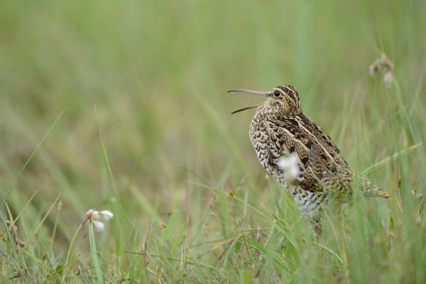 Doppelschnepfe steht in hohem Gras mit getarntem Gefieder.