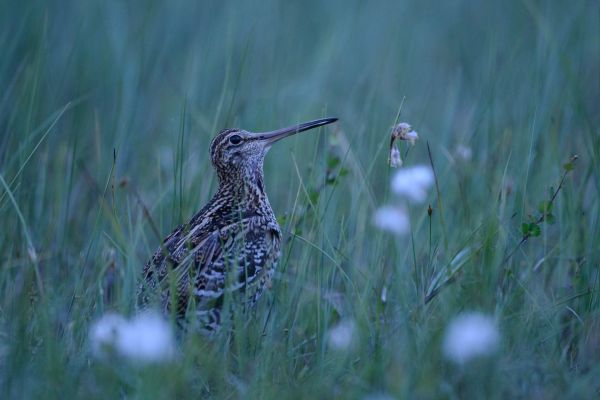 Doppelschnepfe in moosiger Umgebung mit Blumen, gut getarnt im Gras.