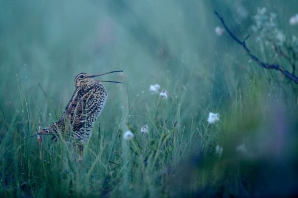 Doppelschnepfe im Moor, umgeben von grünem Gras und weißen Blüten