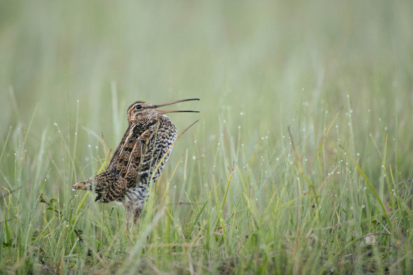 Doppelschnepfe in einem grünen Moor während der Balz stehend.