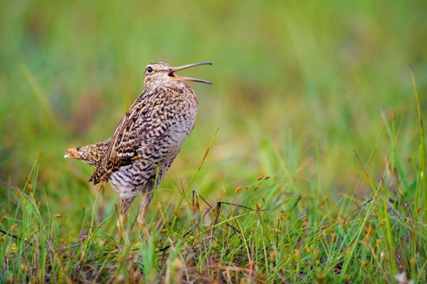 Doppelschnepfe in einer grünen Wiese mit geöffnetem Schnabel