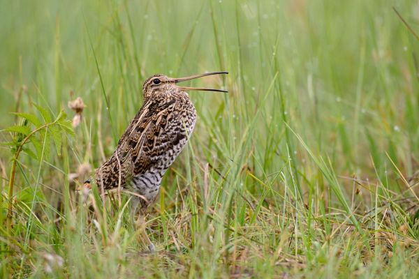 Doppelschnepfe mit langem Schnabel im feuchten Grasland.