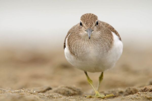 Flussuferläufer auf sandigem Untergrund, frontal gesehen.