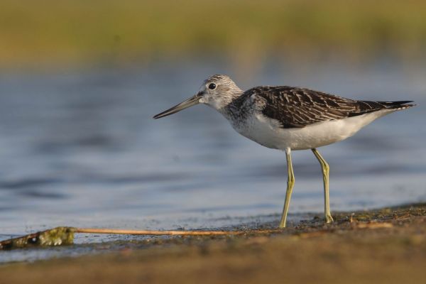 Grünschenkel mit langen Beinen und gebogenem Schnabel am Ufer eines Gewässers.