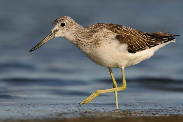 Grünschenkel im flachen Wasser auf Nahrungssuche mit langem Schnabel