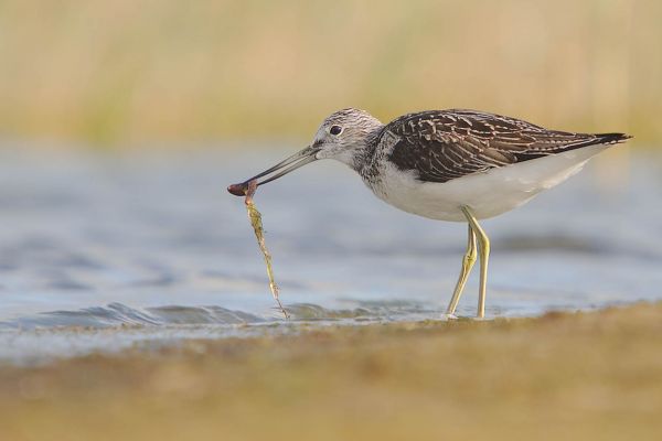 Grünschenkel im Wasser mit Beute im Schnabel
