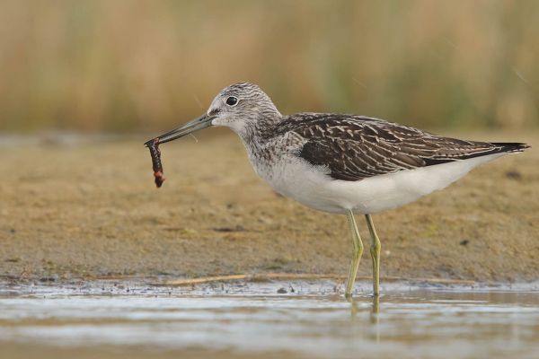 Grünschenkel steht am Ufer mit kleinem Beutetier im Schnabel.