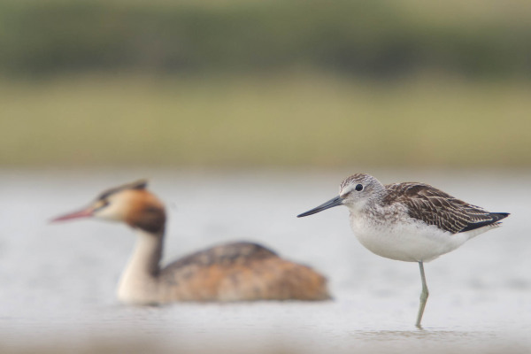 Grünschenkel steht im flachen Wasser, Haubentaucher schwimmt im Hintergrund.