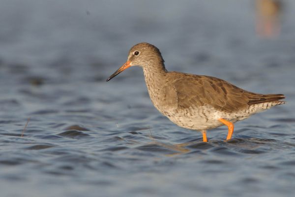 Ein Rotschenkel watet im flachen Wasser eines Feuchtgebiets.