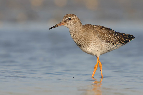 Rotschenkel (Tringa totanus) mit roten Beinen im flachen Wasser stehend