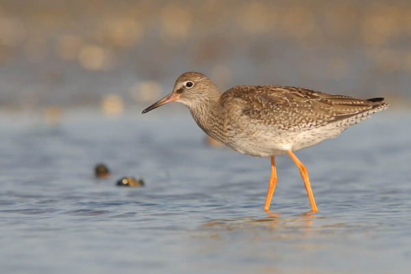 Ein Rotschenkel (Tringa totanus) steht im flachen Wasser, orange Beine sichtbar.