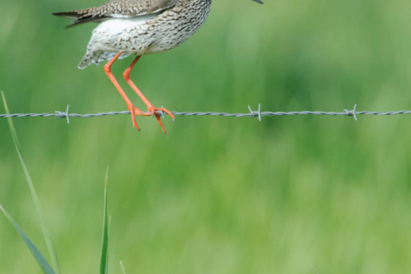 Ein Rotschenkel ruht auf einem Stacheldraht vor grünem Hintergrund.