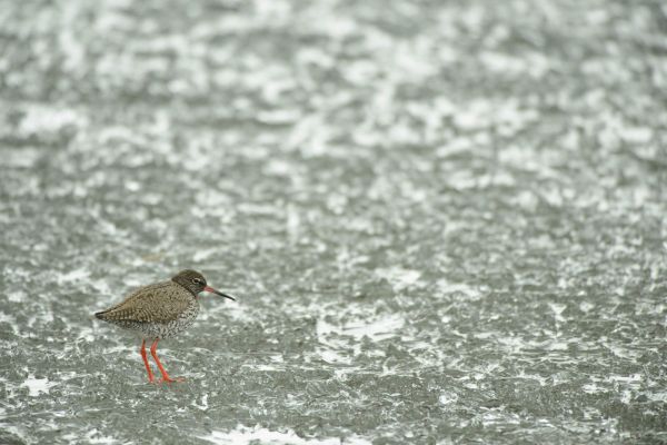 Rotschenkel mit roten Beinen steht im seichten Wasser.