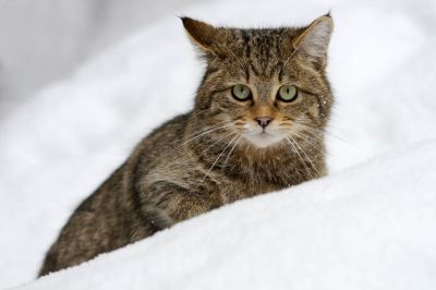 Wildkatze