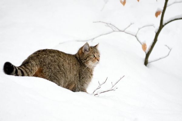 Europäische Wildkatze im tiefen Schnee neben einem kahlen Baum.