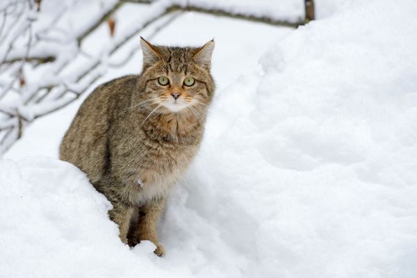 Europäische Wildkatze steht in einem Schneehügel und blickt aufmerksam.