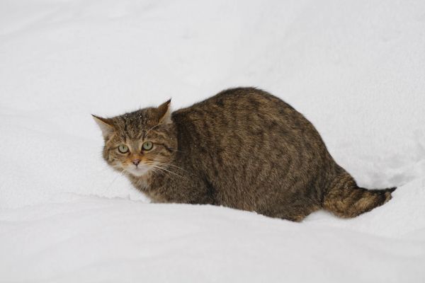 Europäische Wildkatze im Schnee, geduckt in winterlicher Landschaft.