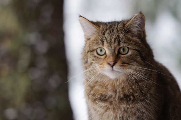 Europäische Wildkatze mit dickem Fell in winterlicher Umgebung.