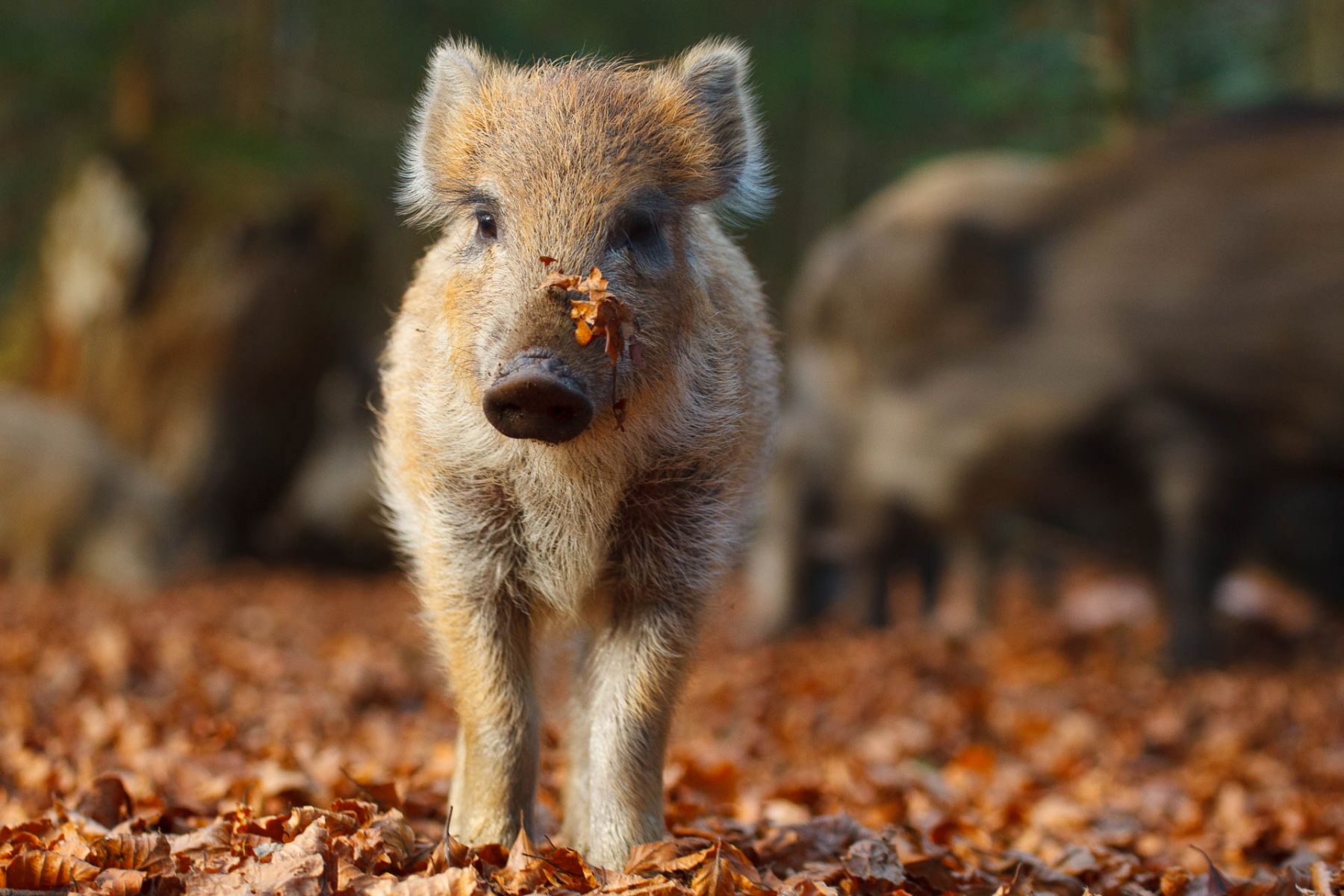 Ein junges Wildschwein (Sus scrofa) durchstreift einen europäischen Laubwald im Herbst. Die Tiere sind bekannt für ihre Anpassungsfähigkeit an verschiedene Lebensräume und tragen zur Verbreitung von Pflanzensamen bei. Junges Wildschwein im herbstlichen Laub eines Waldes.
