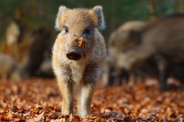 Junges Wildschwein im herbstlichen Laub eines Waldes.