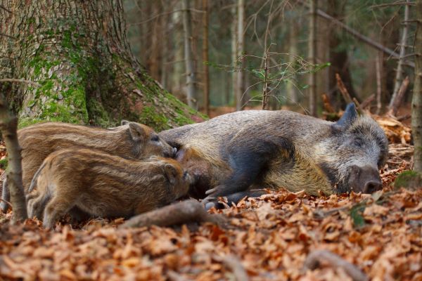 Wildschweinmutter mit zwei Frischlingen im herbstlichen Wald auf dem Waldboden.