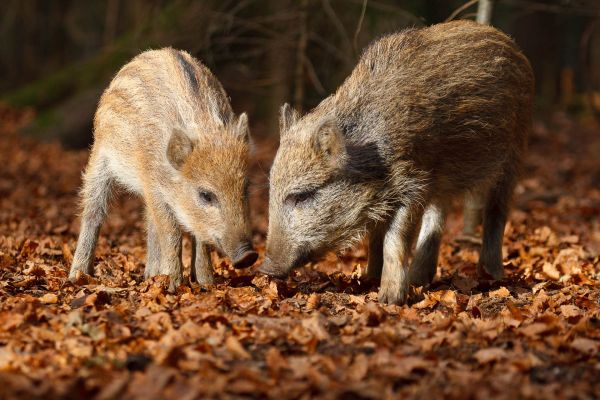 Zwei junge Wildschweine wühlen im herbstlichen Laub eines Waldes.