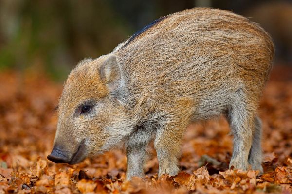 Ein junger Wildschweinfrischling in braunem Herbstlaub im Wald.