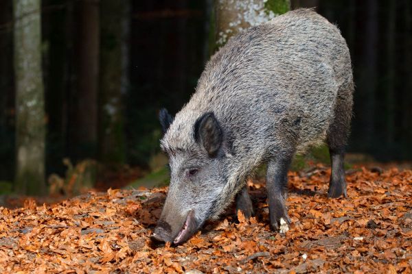 Ein Wildschwein sucht im herbstlichen Wald nach Nahrung.