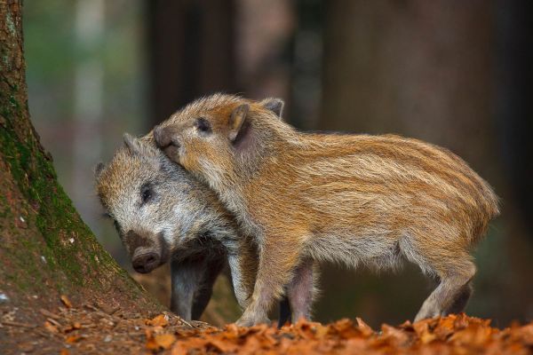 Zwei junge Wildschweine spielen auf einem mit Herbstlaub bedeckten Boden.