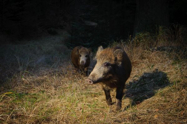 Zwei Wildschweine laufen durch einen sonnenbeschienenen Wald.
