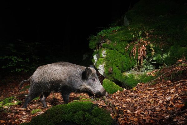 Ein Wildschwein im moosbedeckten Wald in der Nacht.