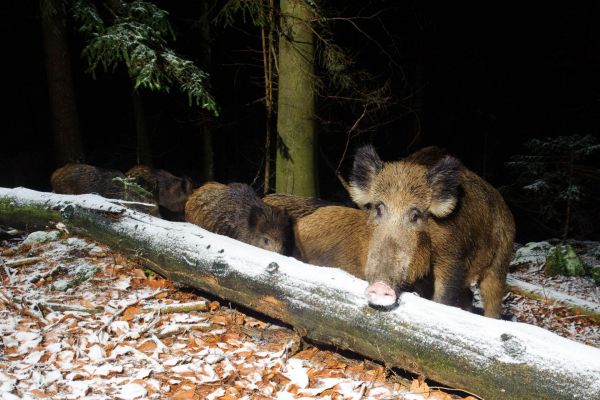 Gruppe von Wildschweinen im winterlichen Wald auf Erkundungstour.