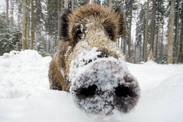 Wildschwein mit Schnee bedeckt in einem bewaldeten Schneelandschaft.