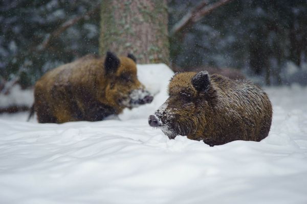 Zwei Wildschweine ruhen im verschneiten Wald.