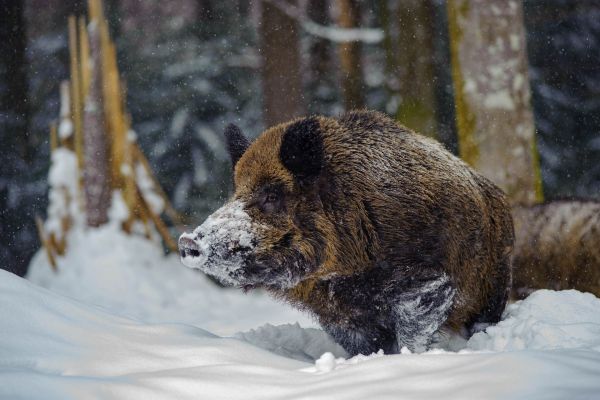 Ein Wildschwein bahnt sich im Schnee einen Weg durch einen Wald.