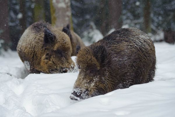 Zwei Wildschweine suchen im Schnee des Waldes nach Nahrung.