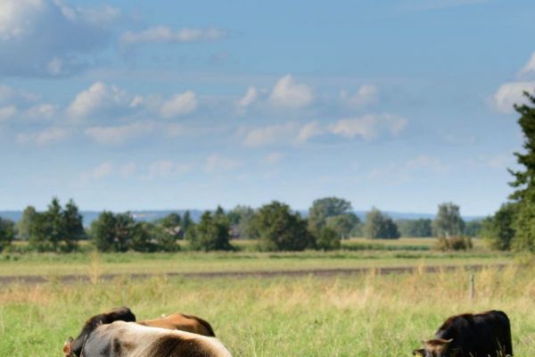 Heckrinder weiden auf einer grünen Wiese unter blauem Himmel in einer weitläufigen Landschaft.